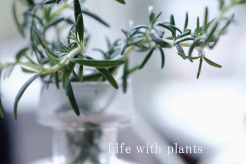 【STUDIO】Life with plants