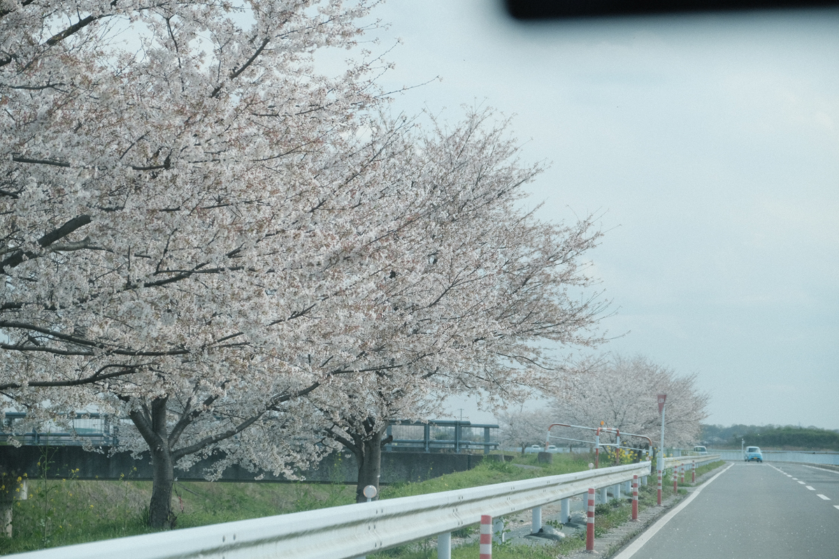埼玉県の桜並木