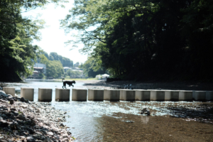 飯能河原で朝犬の散歩をする夏