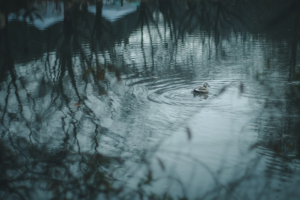智光山公園ひょうたん池桜の園